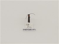 藏品(鞘翅目(1))的圖片